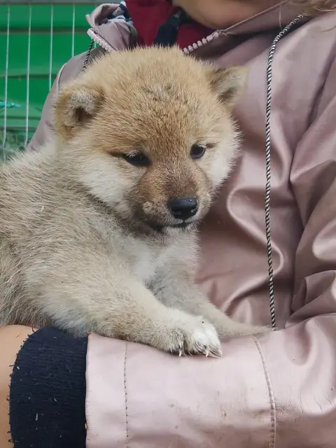 Shiba  Chiot N°5 Des Fringants Complices