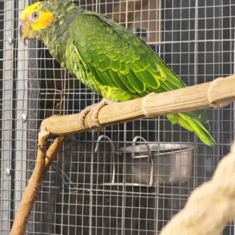 Amazone A Face Jaune