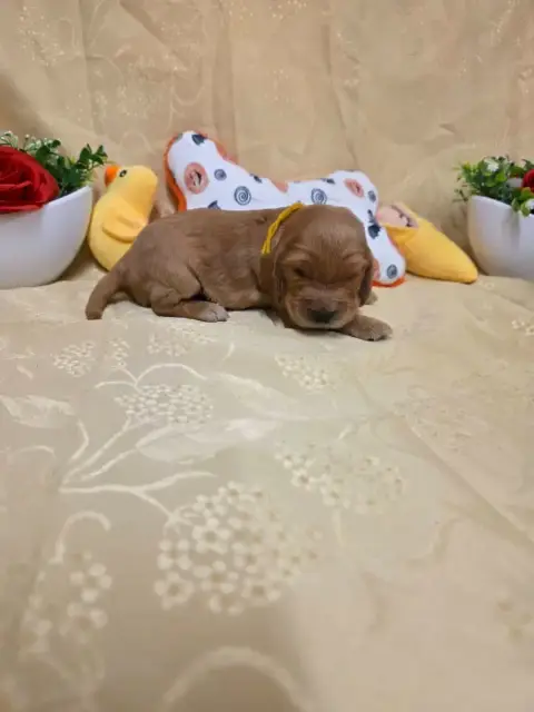 Cocker Spaniel Anglais 
                        B.... 8ee9e