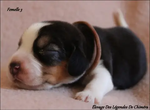 Beagle photo 2