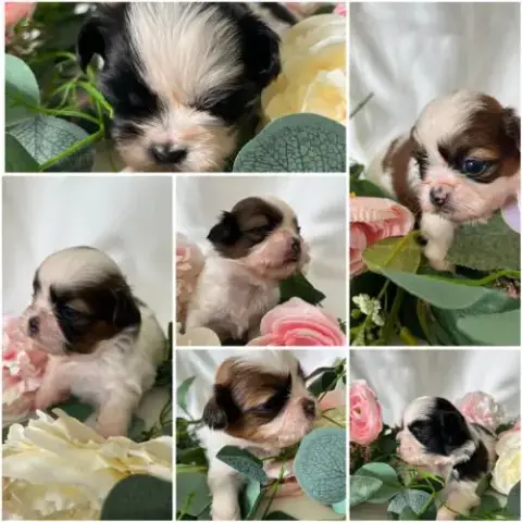 Chiots Femelles Shih Tzu Lof