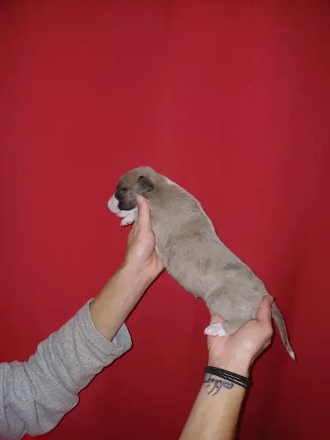 Whippet  Bilbo De Lev'Horse photo 3