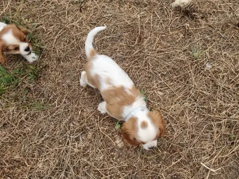 Cavalier King Charles Spaniel  B... Du Petit Brilloua 850de photo 2