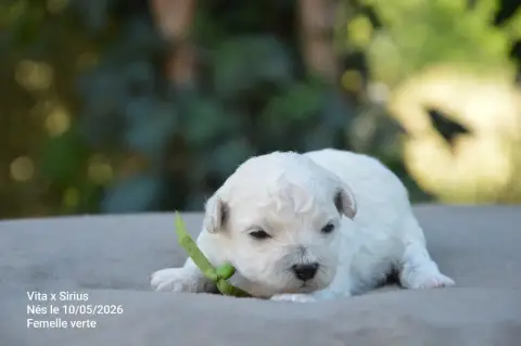 Bichon Frise  Chiot N°6 Mady'N Alphysia