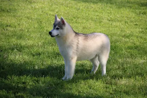 Siberian Husky  M3 Des Legendes Du Triskel photo 2
