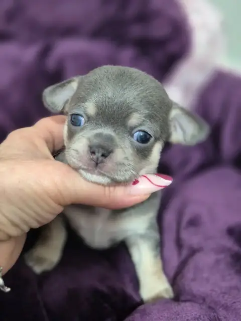 Chihuahua  Bonita Des Petits Diamants Précieux photo 3