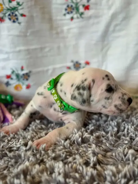 Dalmatien  Collier Vert Des Gardiennes De La Vallée D 96fab photo 3