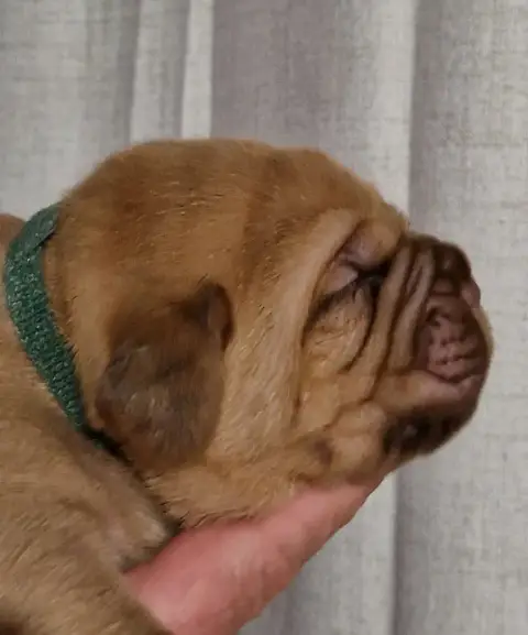 Dogue De Bordeaux