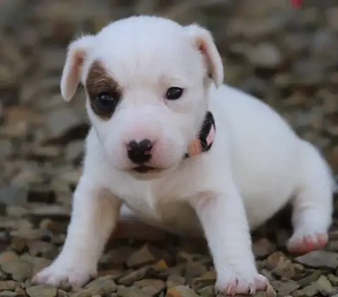 Jack Russell Terrier  Collier Rose De La Lisardière 739a5