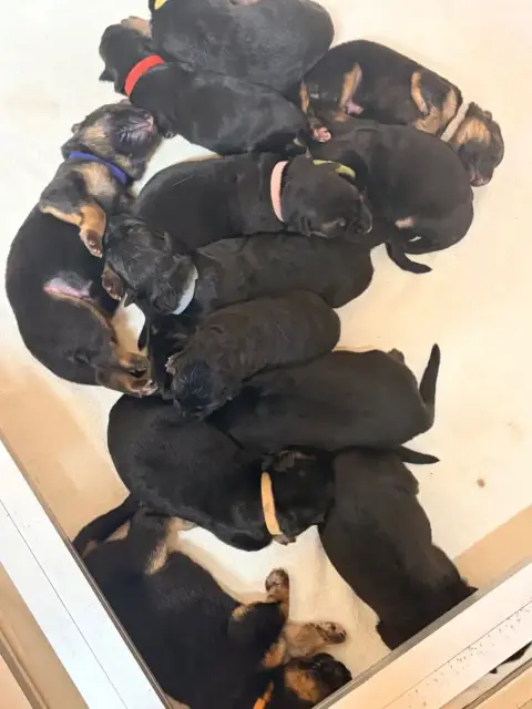 Berger Allemand  Chiot 12 Du Vent De Traverse