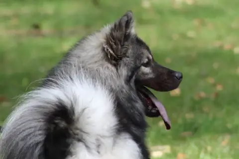 Eurasier  Mr Bleu Du Mont Victoire photo 2