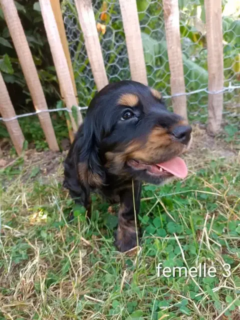 Cocker Spaniel Anglais  Chiot N°8 Des Pres Flamands 06020