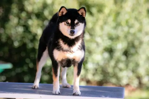 Shiba  Chiot 5 Du Bois De Compiègne photo 3