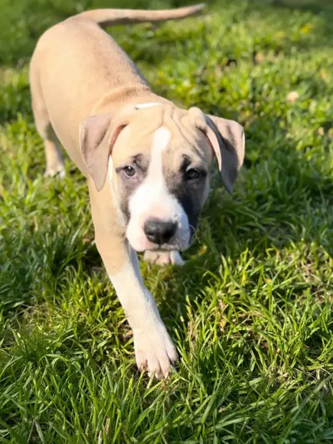 American Staffordshire Terrier  Blue Black Of The Ang 173d2 photo 2