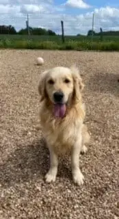 Golden Retriever  Chiot N°2 Du Moulin De Madjurie photo 2