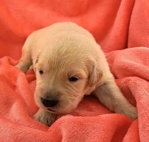 Golden Retriever  Baya photo 3