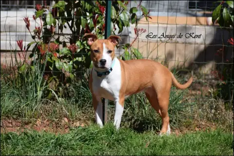 American Staffordshire Terrier  F3 All Things Athena  0af4a photo 3