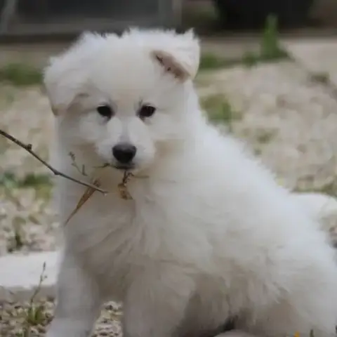 Male Berger Blanc Suisse Lof