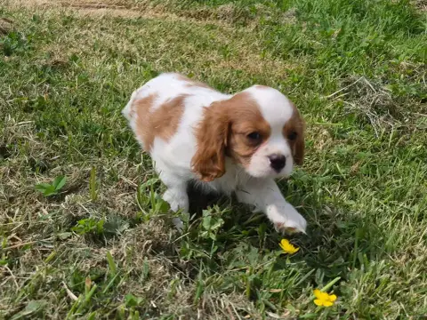 Cavalier King Charles Spaniel  Balto De Paline photo 2