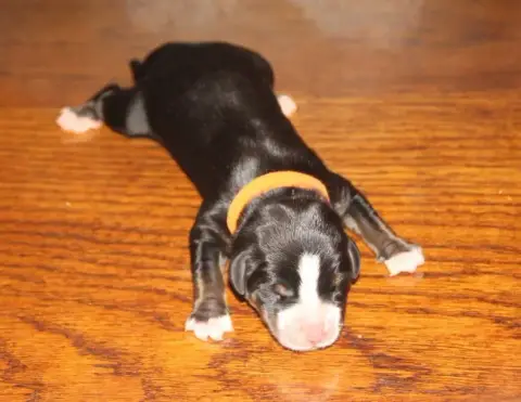 Grand Bouvier Suisse  Femelle Rose Orange Du Logis De f6f2a