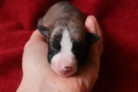Whippet  Chiot N°3 Dear Sweety photo 2