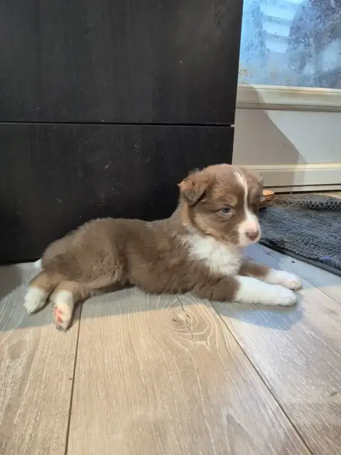 Berger Australien  Chiot N°3