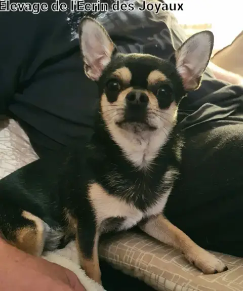 Chihuahua  Chiot 1 Du Gang Des Calinounoux photo 2