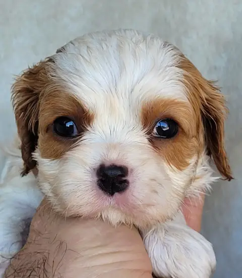 Cavalier King Charles Spaniel  Chiot N°2 Du Domaine D e4432