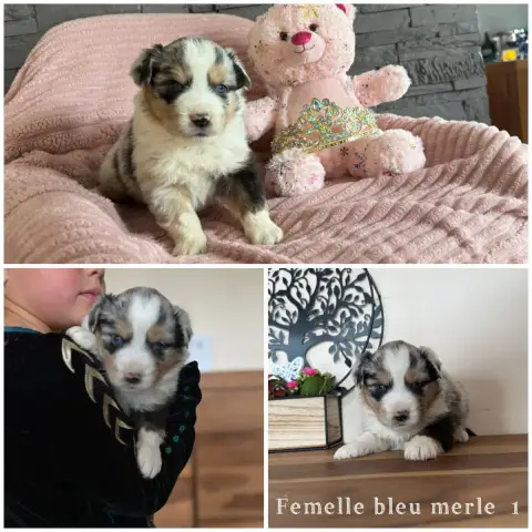 Berger Américain Miniature  Femelle Bleu Merle 1 Des  0e590