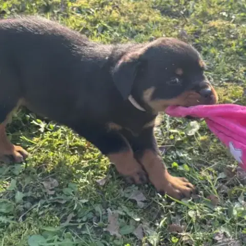Vend Magnifique Chiot Rottweiler Lof Queue Coupée