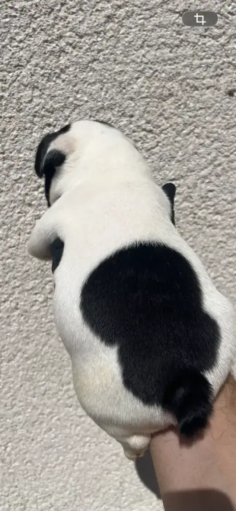 Bouledogue Français 
                        Chiot N° c3f10 photo 2
