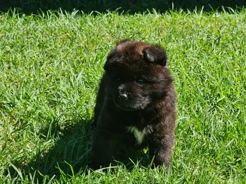 Akita Americain  Chiot N°6 Du Domaine De Clérik