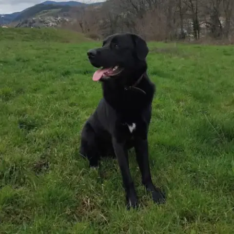 Vasco À L'Adoption