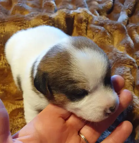 Jack Russell Terrier photo 2