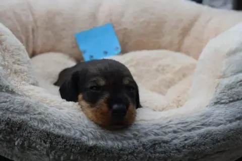 Teckel Poil Dur  Chiot N°1 Du Domaine Du Brame photo 2