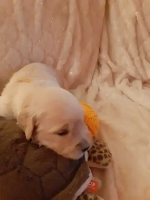 Golden Retriever  Orange De Miss Havana
