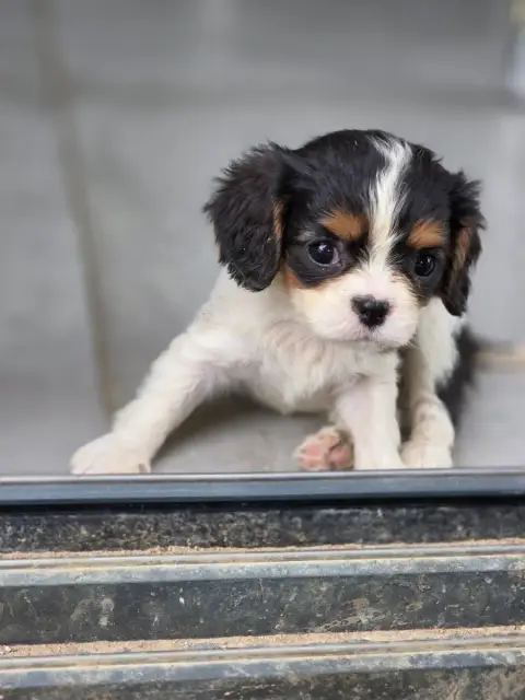 Cavalier King Charles Spaniel  Chiot N°5 Des Deux Che 80a8a photo 3