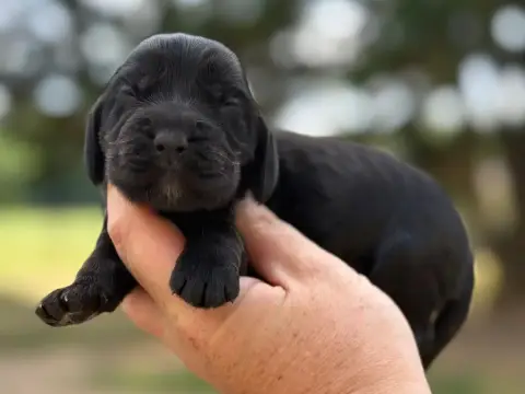 Cocker Spaniel Anglais  B1 Du Clos De La Majesty