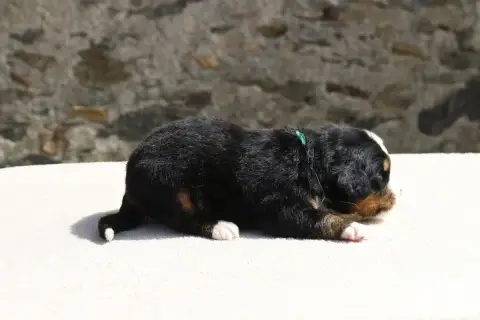 Bouvier Bernois  Chiot 4 De La Vallée De L'Hyrome photo 2