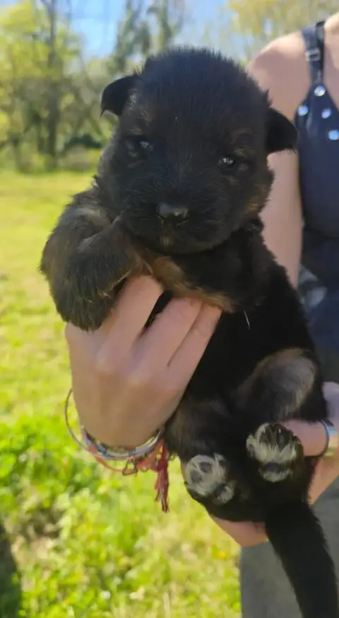 Berger Allemand Poil Long  Chiot N°3 Des Bergers Des  f6aee photo 3