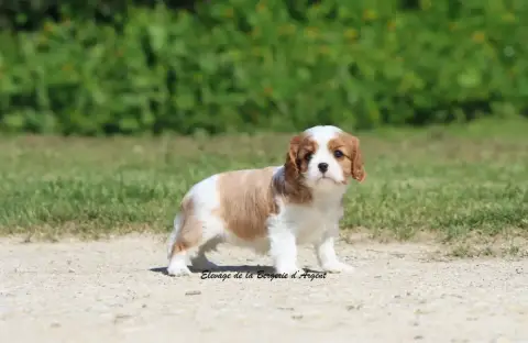 Cavalier King Charles Spaniel  Bellflower De La Berge 60f6f photo 3