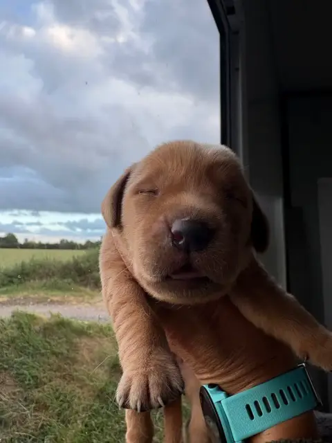 Labrador Retriever  Chiot N°3 De La Mare De L’Oraille be851