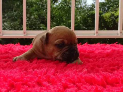 Bulldog Continental  Belmondo Du Mont De L'Aigle photo 2