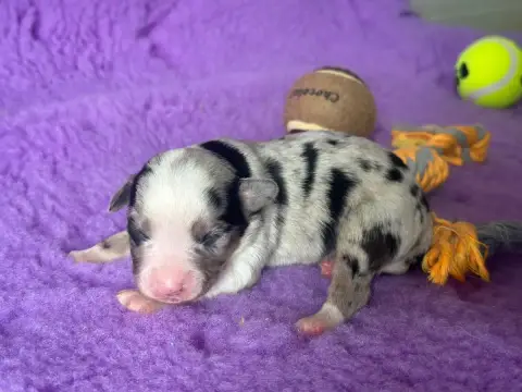 Berger Américain Miniature  Mâle Bleu Merle Du Domain 93724