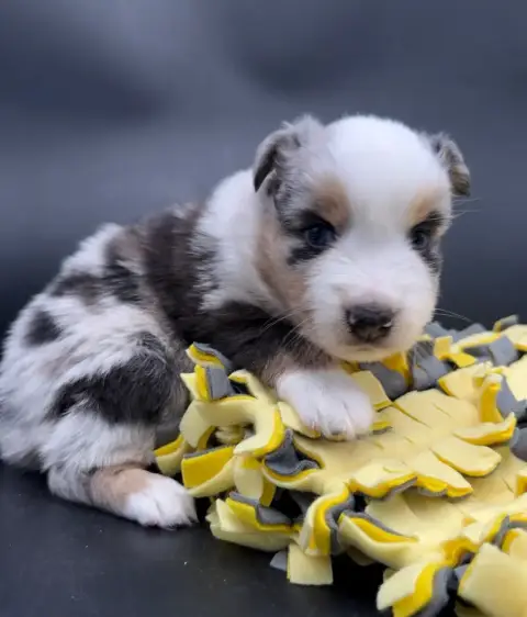 Berger Américain Miniature  Chiot N°6 Des Joyaux Des  2facc photo 3