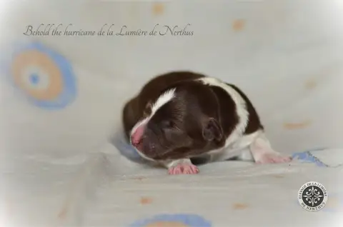 Border Collie  Behold The Hurricane De La Lumière De  7354c