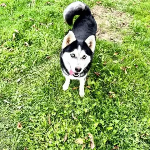 Pomsky F2 Disponible Pour Retraite