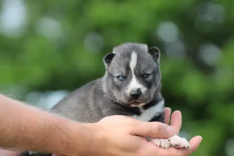 Siberian Husky  Brook Of Masadora