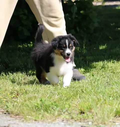 Berger Australien  Chiot N°3 De Windy'Stia photo 2