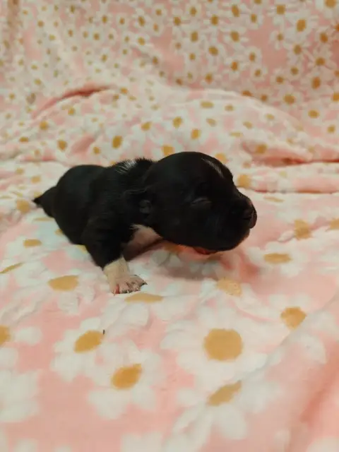 Staffordshire Bull Terrier photo 2